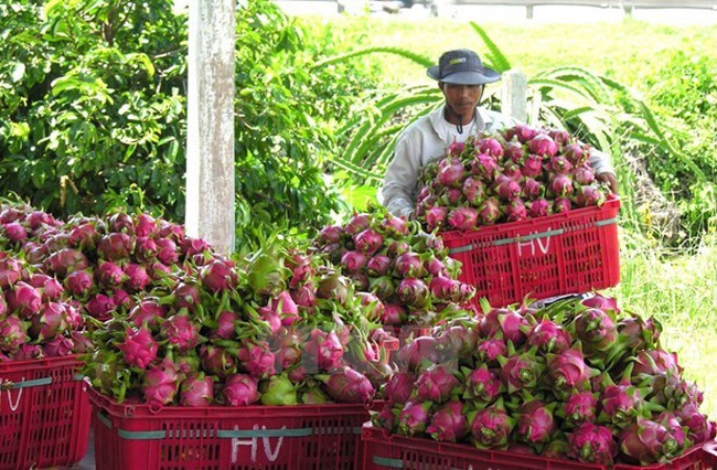 Dragon fruits for exports (Photo: VNA)