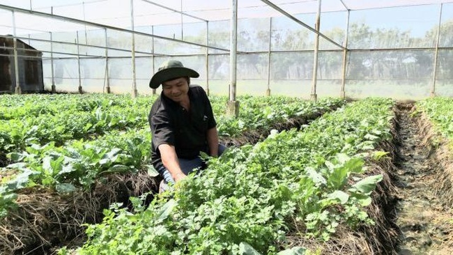 A farmer grows vegetables in a net house in Soc Trang province’s My Xuyen district. (Photo: VNA)