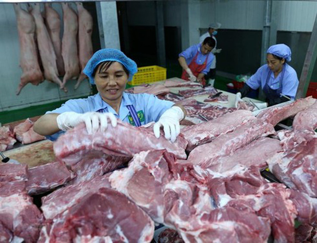 Over the past week, live hog prices nationwide gradually decreased each day. (Photo: vnmedia.vn)