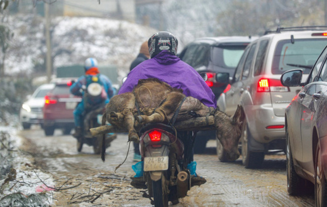 A local person carries a dying buffalo in Y Ty commune of Bat Xat district in Lao Cai province on January 11. (Photo: Phong Son)