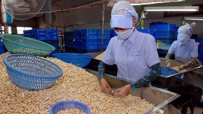 Vietnam spent almost US$1.83 billion on importing cashew nuts from Cambodia in the first eight months (Photo: VNA)