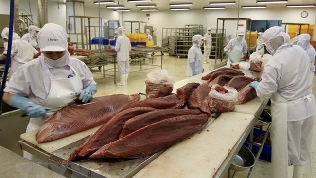 Vietnam’s export of tuna to the Middle East this year has risen by nearly 15 percent year on year,. (Photo: VNA)