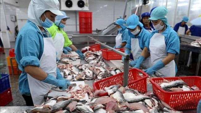 The export turnover of tra fish reached 1.3 billion USD by November 15, up 1.3% over the same period in 2020. (Photo: VNA)
