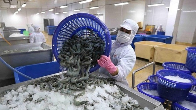 Processing shrimps for export (Photo: VNA)