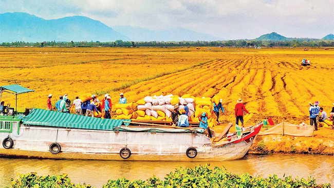 Rice harvesting in Long Xuyen Quadrangle. (Photo: Thanh Tung)