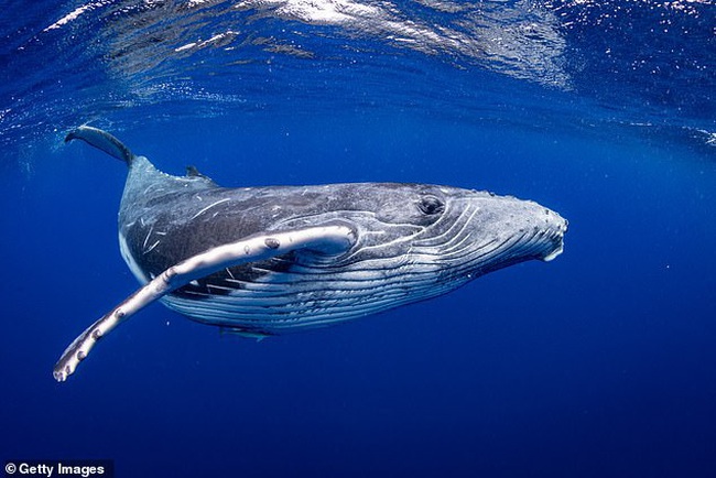 cá voi trơn bắc thái bình dương