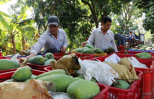 Mangoes harvested in the Mekong Delta province of An Giang (Photo: VNA)