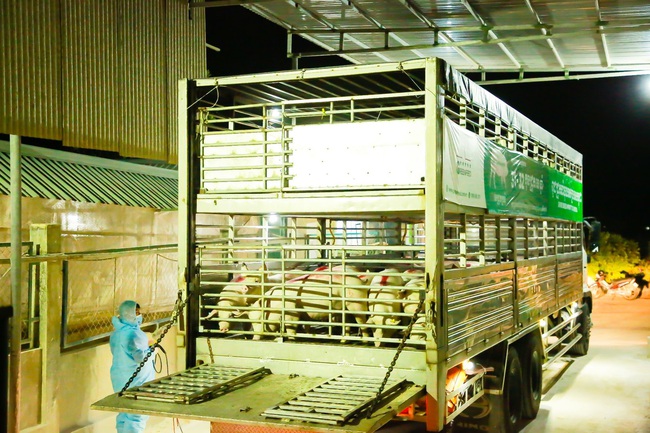 The transport process was strictly compliant with veterinary regulations as well as 
COVID-19 prevention protocols applicable for cross-border exportation