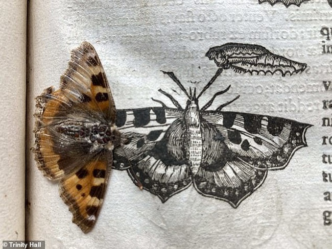 Bướm cổ: Những chú bướm cổ có hình dáng độc đáo và thú vị sẽ khiến bạn ngạc nhiên. Hãy tìm hiểu và khám phá hình ảnh của chúng!