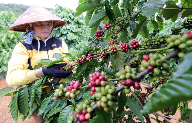 A farmer in Iakla commune, Duc Co district, Gia Lai province caring for her coffee garden. (Photo: NDO)