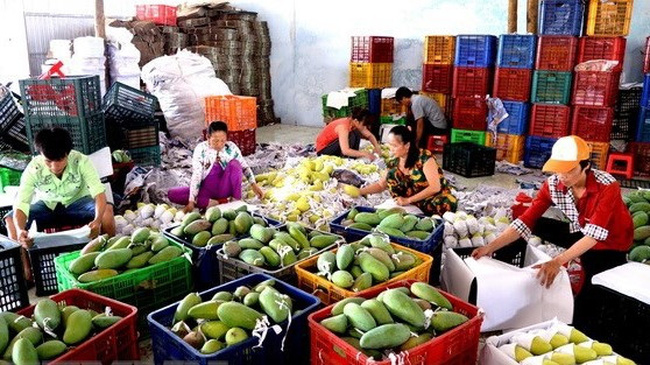 Vietnamese agricultural products have been affirming their status in markets with high quality requirements. (Photo: VNA)