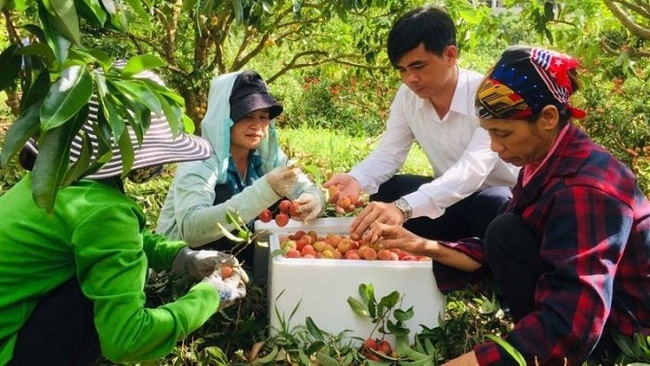 Harvesting lychees in Luc Ngan District, Bac Giang Province (Photo: baobacgiang.com.vn)