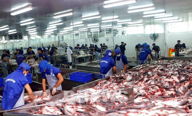 Tra fish exports rise 11 percent in March to 137 million USD.