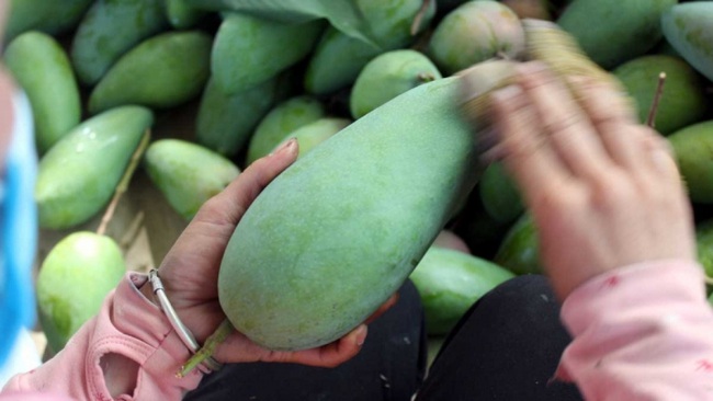 The northern province of Son La exports 25 tonnes of green mangos to Australia
