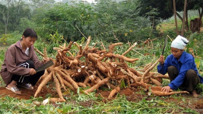 Yen Bai farmers harvest cassava. (Photo: baoyenbai.com.vn)
