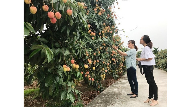 Inspecting the productivity and quality of Thanh Ha lychees in Thanh Ha district, Hai Duong province. (Photo: NDO)