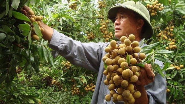 Hung Yen province, the largest longan hub in the North, is expected to harvest 50,000 – 55,000 tonnes of longan during this crop. (Illustrative image)