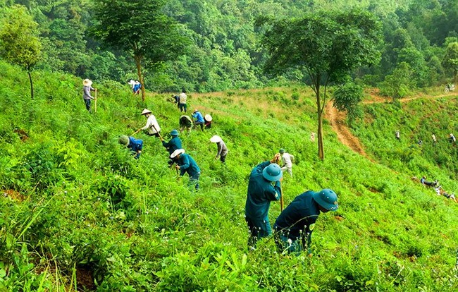 Vietnam plants more than 108,000 hectares of forest in the first half of 2021.