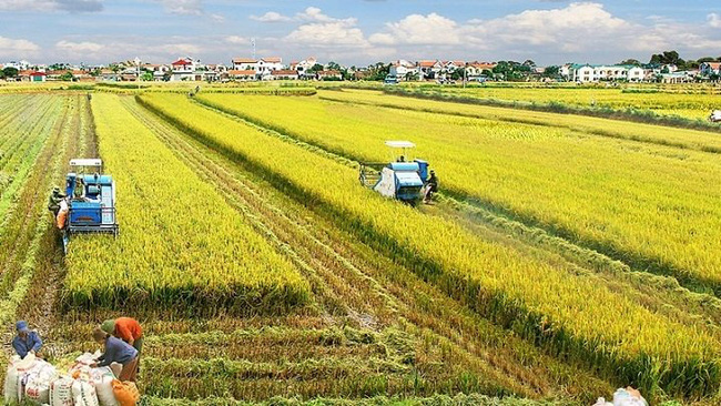 The area of Vietnam's agricultural land is approximately 28 million hectares by the end of 2019. (Illustrative image)