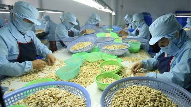Vietnam's cashew nut exports to Japan during the January-May period reach US$12.92 million. (Photo: VNA)