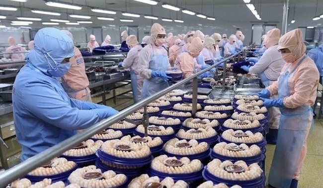 Processing shrimp for exports (Photo: VNA)