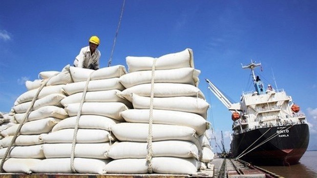 Rice is a potential item for Vietnam to export to the Italian market. (Photo baochinhphu.vn)