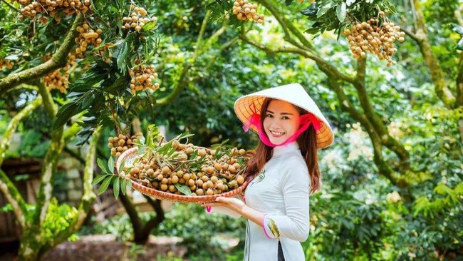 Longan is directly exported to Western European countries such as the Netherlands, Belgium, France, Germany, and the UK. (Illustrative image/baohungyen.vn)