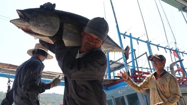 Fishermen bring tuna to storage in Tien Chau port, Tuy An District of Phu Yen Province. (Photo: VNA/VNS)