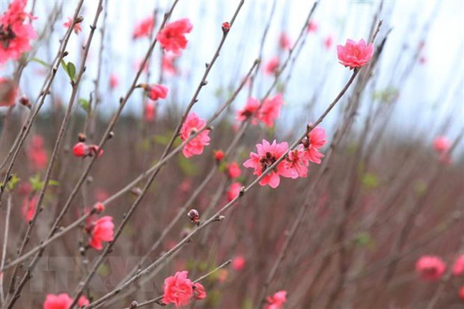 Peach blossoms, a symbol of Tet in the northern region (Photo: VNA)