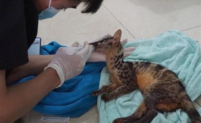 The civets were illegally traded by two traffickers in Ngoc Lac district (Photo: VNA)