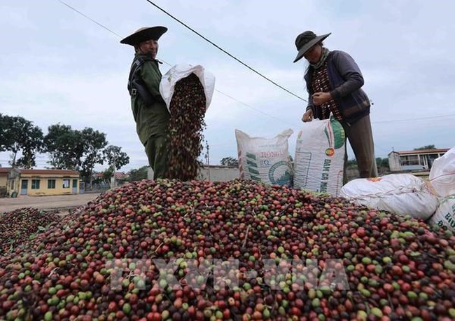 Coffee is one of the major export products in New Zealand (Photo: VNA)