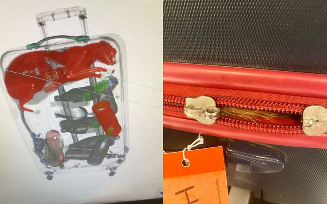Mỹ: Nhân viên sân bay phát hiện... mèo nằm gọn trong vali | VTV.VN