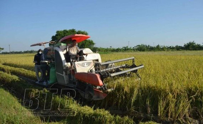 Harvesting rice crop in Thai Binh province. (Photo: VNA)