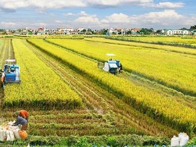 A rice field in Mekong Delta (Photo: VNA)