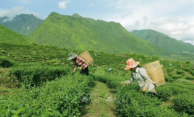Crop restructuring and coordination in tea cultivation with businesses have helped many ethnic minority people in Lai Chau province escape from poverty (Photo: VNA)