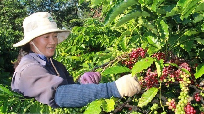 A farmer in Dak Lak province is harvesting coffee cherries. (Photo: VNA)