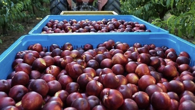 Australian peaches will soon be available in Vietnam. (Photo: abc.net.au)