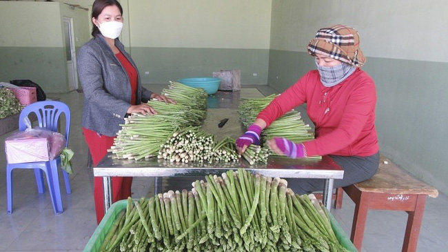 Asparagus production has lifted many in Ninh Thuan out of poverty. (Photo: VNA)