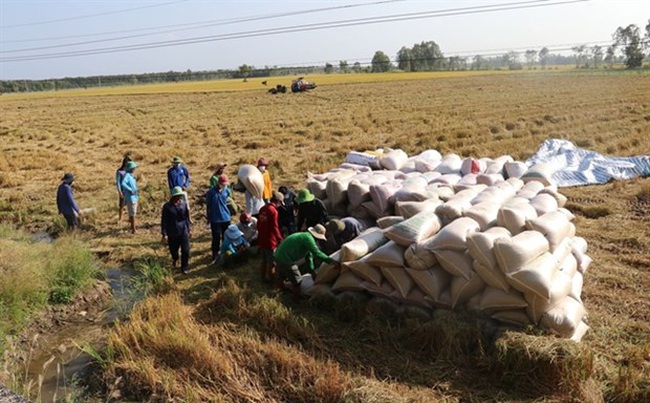 Farmers harvest the 2021 - 22 winter - spring rice in Dong Thap’s Cao Lanh district. (Photo: VNA)