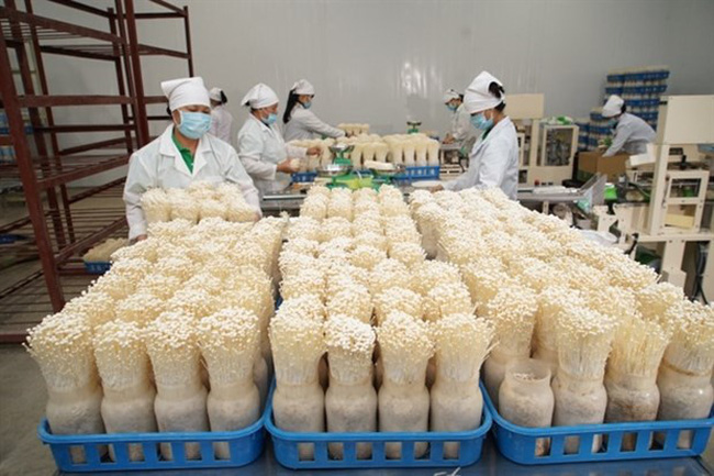 A mushroom production model with Japanese technology in Kinoko Thanh Cao Import-Export Co., Ltd in My Duc district. (Photo: VNA)