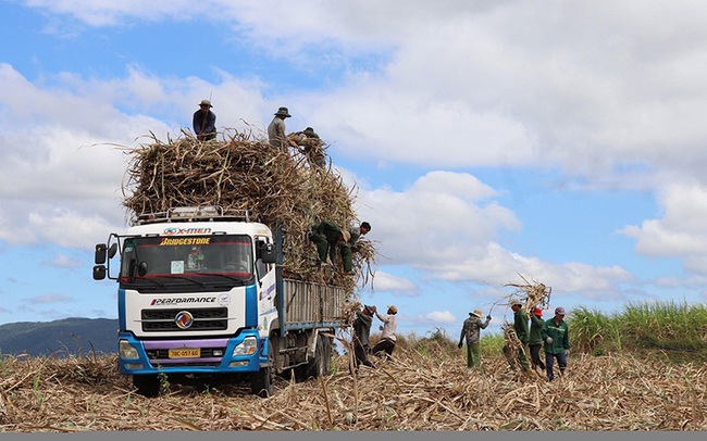 Farmers harvest sugarcane in Son Hoa District, Phu Yen.