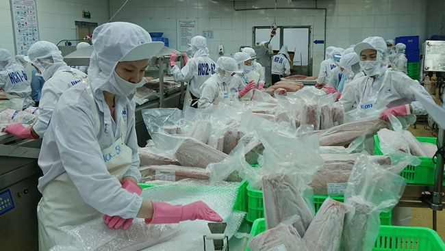 Processing tuna for export at BIDIFISCO.