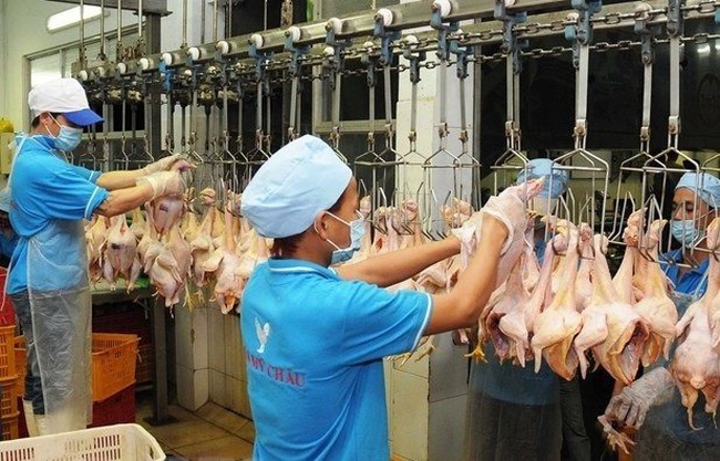 Processing chicken meat (Photo: VNA)