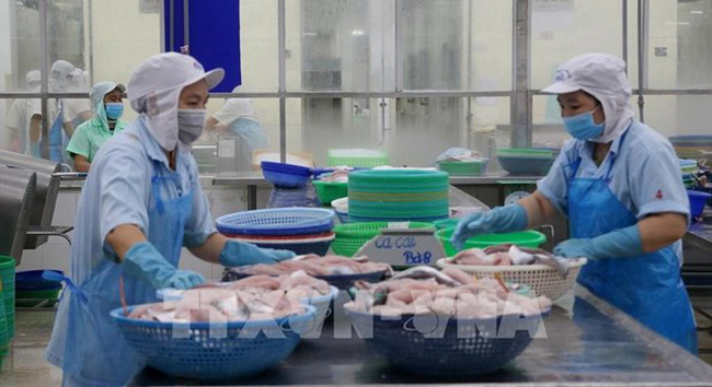 Processing tra fish for export. (Photo: VNA)
