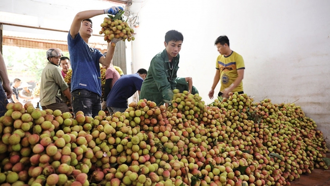 Lychee harvested in Lan Thinh village, Phuc Hoa commune, Tan Yen district (Photo: baobacgiang.com.vn)