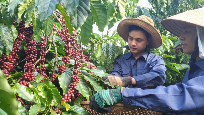 Vietnam earns over 2 billion USD from coffee exports in the first five months of 2022. (Photo: VNA)