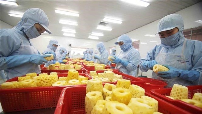 Processing pineapples for export. (Photo: VNA)