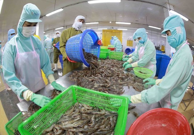 Frozen shrimp production at a factory in the Mekong Delta province of Hau Giang. (Photo: VNA)