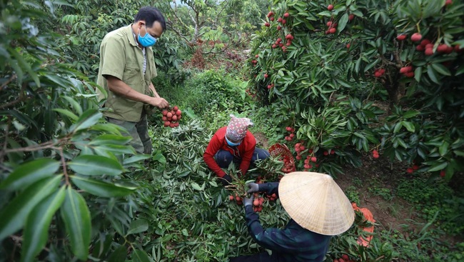 Bac Giang farmers harvest lychees. (Photo: Ha Nam)