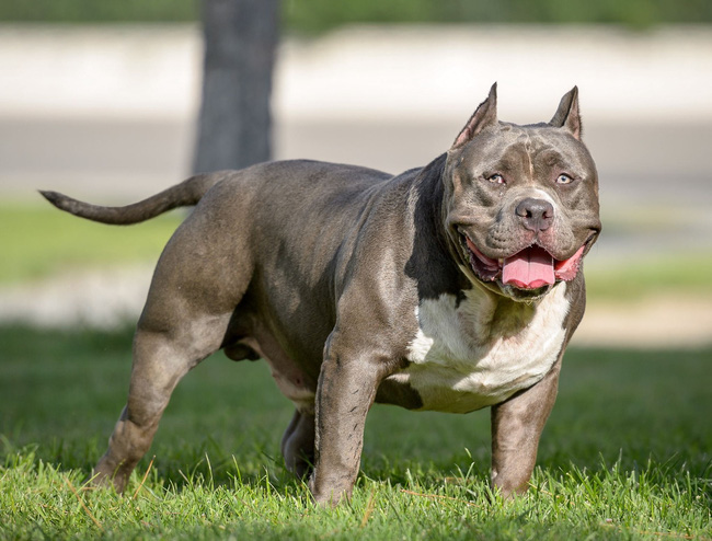 Một Phụ Nữ 64 Tuổi Bị Chó Pitbull Cắn Tử Vong | Vtv.Vn